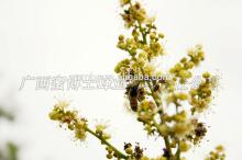 wholesale 100% nature mountain Honey