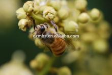 China local characteristics 100% pure wild honey