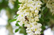 Cheap price wholesale acacia honey bulk