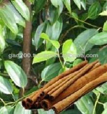 Cinnamomum verum,  Cinnamon   Tree 