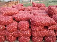 RED ONION