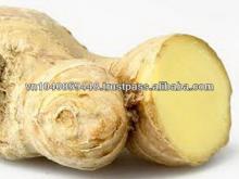 Vietnam Ginger