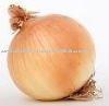 fresh shallot onion