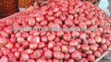 50mm size red onion