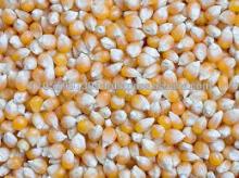 yellow Maize for poultry,animal feed