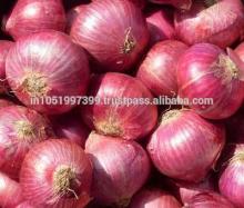 fresh red Onions for sale