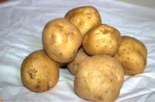  Potato   from   India 