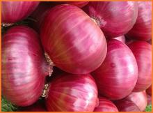 Fresh Onions