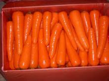 Fresh Carrot/bulk carrot /fresh red carrot