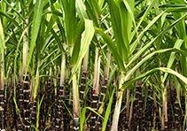 Refined Cane Sugar ICUMSA 45