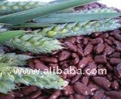 Milk chocolate Sunflower Seeds