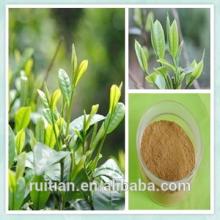 water soluble green tea extract powder with tea polyphenol egcg