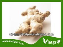 High Quality Fresh Organic Ginger VGG002