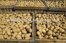 2014 Hot sale Fresh  Yellow   Potatoes 