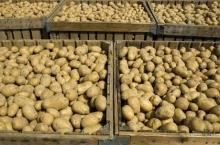 Best Quality Holland Potatoes Yellow Potatoes
