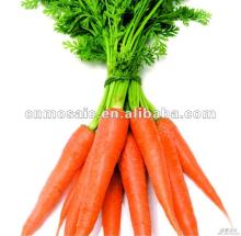 new crop fresh carrots for sale
