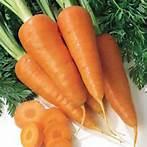 green vegetable fresh Carrot
