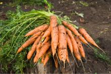 2014 new crop fresh carrot supplier yellow fresh carrot for sale import fresh carrot
