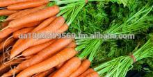 Fresh Organic/Common Carrot From Ukraine