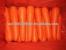 Available Adequate Fresh Carrots Ready For Shipment