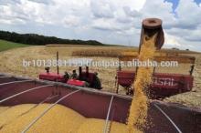 Brazilian Yellow Corn