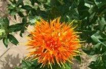 Saffron extract