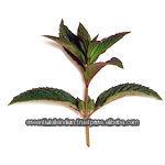 Indian Spearmint Oil Pure (Chewing Gum Use)