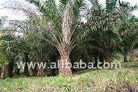 Crude Palm Oil