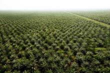 Palm Oil Project Investment Opportunity in Indonesia - 19.000 Hectares