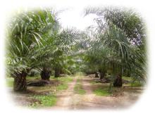  Land  for Palm Oil Plantation in Indonesia - 20.000 Hectares