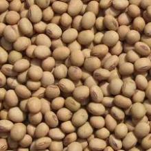 Raw,Crude,Refined SoyBeans Oil Available
