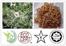 New arrival/No Excipient/100% Purity Fresh 100:1 Marshmallow Extract