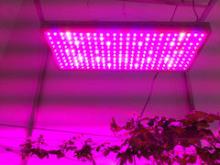 520W led growing lamp for indoor garden/hydroponics/medical plants/tomato/lettuce/pepper/veg/flower