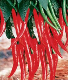 All Clusters Red-Chinese Excellent Quality Hot Peppers Seeds Chili Pepper Seeds For Sale