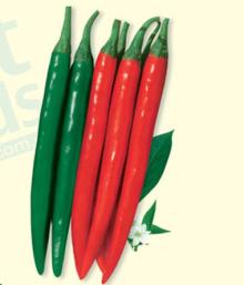 Red Hot Sharp Chili Seeds/Pepper Seeds For Sowing-California 901