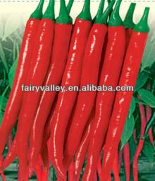 Red Hot Sharp Chili Seeds/Hybrid F1 Peppers Seeds For Planting-California 902