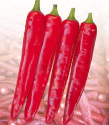 Red Handsome-F1 Hybrid Red Hot Chili Pepper Seeds For Planting-For Dry Chili Growing