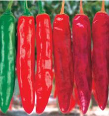 California 608-Super Hot Red Chili Seeds Pepper Seeds For Sale Special Variety For Dry Chilis