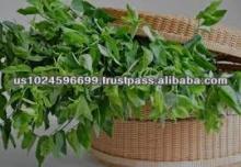 Pure Cinnamon Leaf Oil Bulk USA