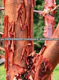 Pure Cinnamon Bark Oil Bulk USA