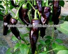 Organic Heirloom RARE Chili Black Deep Purple Pepper Garden Indoor Vegetable Seeds F68