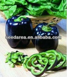 Organic Heirloom RARE Black Deep Purple Pepper Seeds Bell Sweet Pepper F1 Vegetable Seeds Garden See