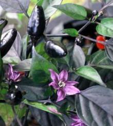 Organic Heirloom RARE Mayan Black Chili Pepper HOTTEST Garden Indoor Vegetable Seeds F67