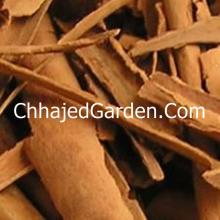 True Cinnamon Tree