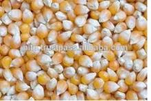 INDIAN YELLOW MAIZE MACHINE CLEAN