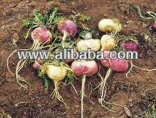 CAPSULES OF PERUVIAN ORGANIC RED MACA (LEPIDIUM MEYENII) POWDER