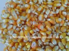 Yellow   Corn  /  Maize   Animal   Feed 