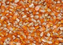 Yellow Corn / Maize for Malaysia Market