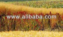Instant of quinoa flour