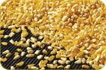 Maize or Corn Flaking Grit
